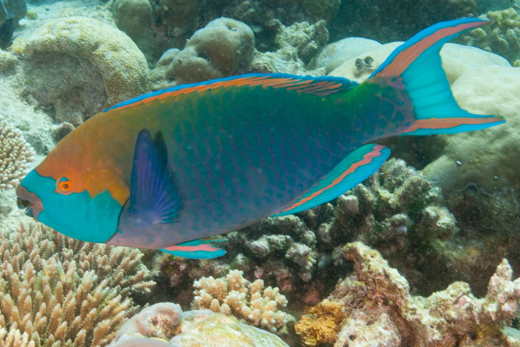Singapore Parrotfish