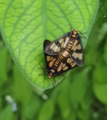 Eressa geographica
