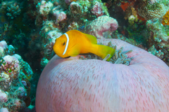 Amphiprion nigripes