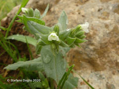 Nonea philistaea