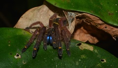 Ephebopus cyanognathus