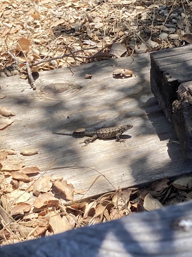 iNaturalist observation photo of Western Fence Lizard