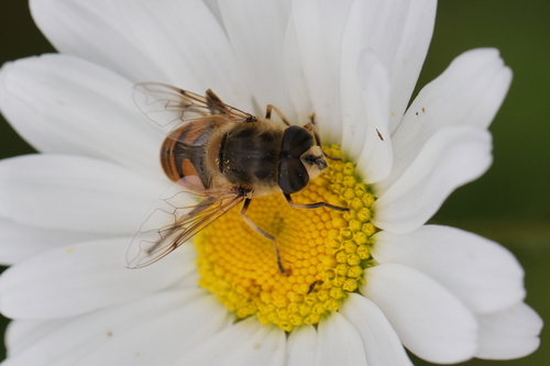 Common Drone Fly