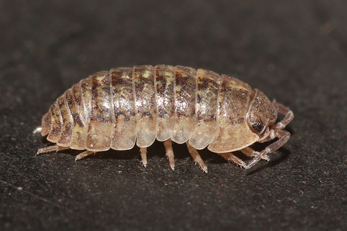 Arcangeli's Pill Woodlouse, photo 6 of 10