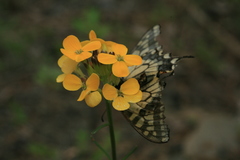 Erysimum amurense