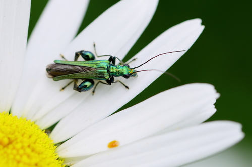 Thick-legged Flower Beetle