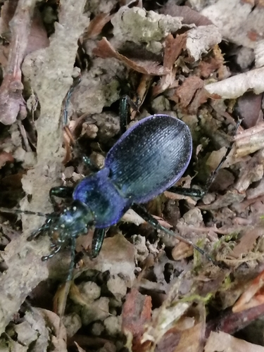 Rough Violet Ground Beetle