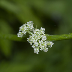 Torilis nodosa