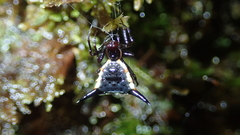 Micrathena pungens