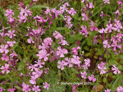 Silene aegyptiaca