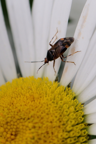 Deraeocoris flavilinea