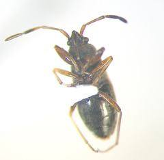 Eremocoris borealis