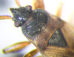 Eremocoris borealis