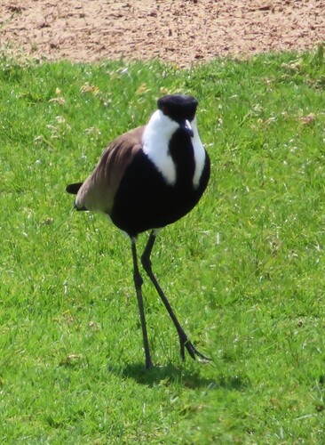 iNaturalist image
