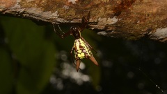 Micrathena spinosa