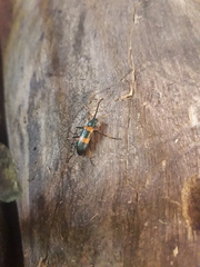 Strongylium decoratum