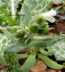 Nonea philistaea