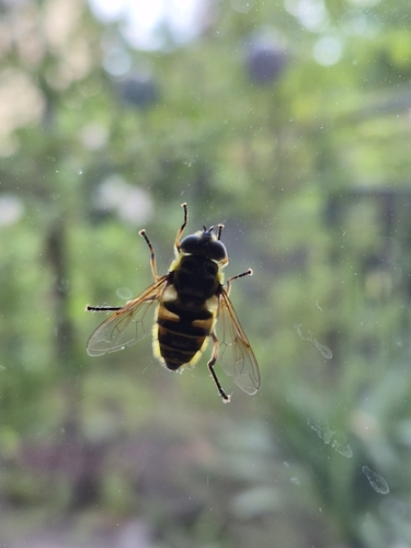 Yellow-haired Sun Fly