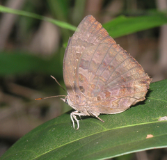 Arhopala centaurus nakula
