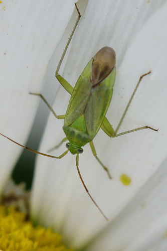 Potato Mirid