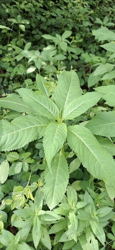 Himalayan balsam