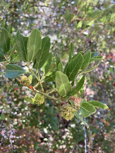 iNaturalist observation photo of Ceanothus Bud Gall Midge