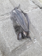 Chiroptera