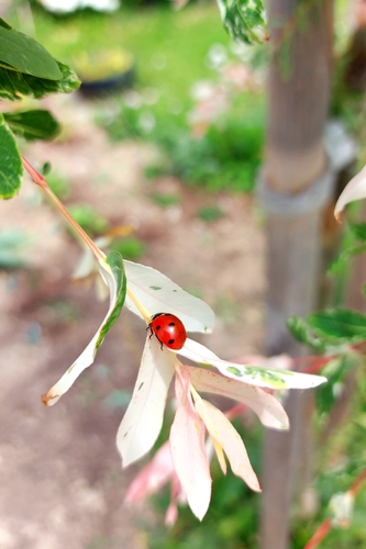 Seven-spotted Lady Beetle