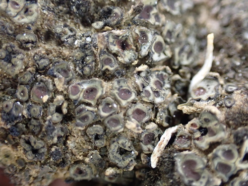 Peltula patellata