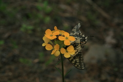 Erysimum amurense