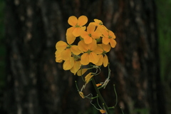 Erysimum amurense