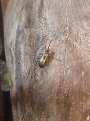 Strongylium decoratum