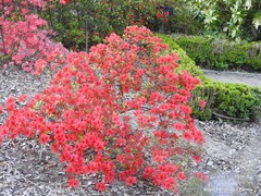 Rhododendron kaempferi