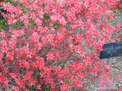 Rhododendron kaempferi