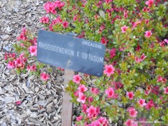 Rhododendron obtusum