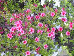 Rhododendron obtusum