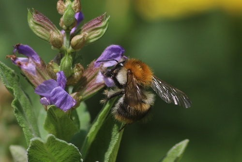 Common Carder Bumble Bee