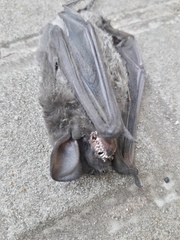 Chiroptera