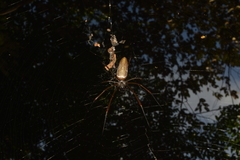Nephila cornuta