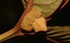 Epicadus taczanowskii