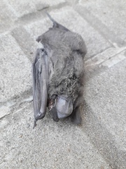 Chiroptera