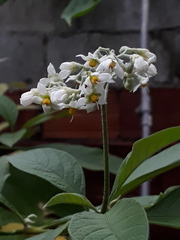 Solanum bicolor