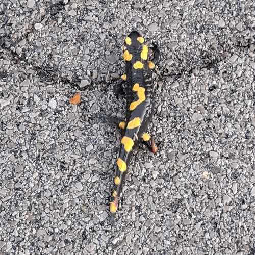 Fire Salamander