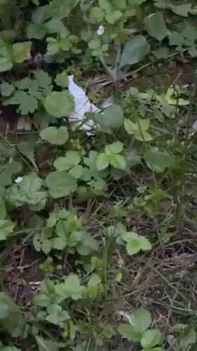 Наблюдение на iNaturalist