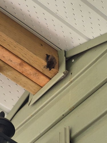 Little Brown Bat observed by renavee