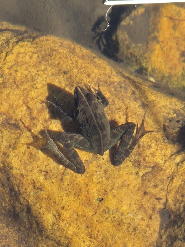 Common River Frog
