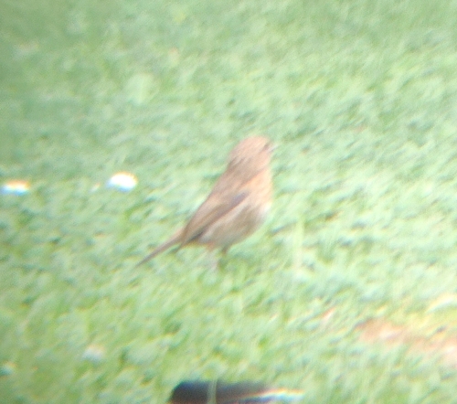 European Robin