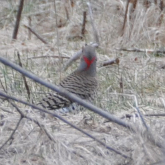 Colaptes auratus auratus