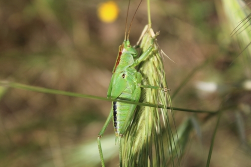 Great Green Bush-cricket