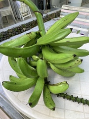 Musa
